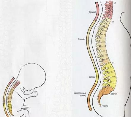 成年人的脊柱有4个弯曲的部位,呈双s形状,个弯曲就是颈椎那里.