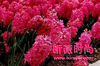 各种花的花语大全我足以与你相配