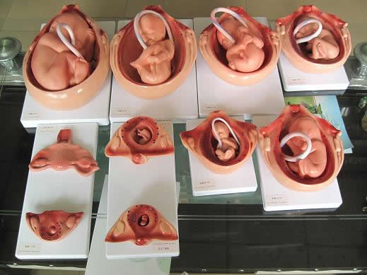 胎儿发育过程图,给大家看看各段时间胎儿的发育图,从怀孕